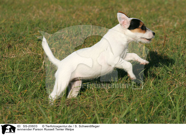 Parson Russell Terrier Welpe / Parson Russell Terrier Puppy / SS-20603