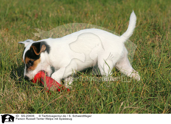 Parson Russell Terrier Welpe / Parson Russell Terrier Puppy / SS-20606