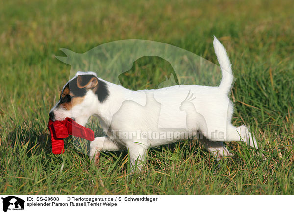 Parson Russell Terrier Welpe / Parson Russell Terrier Puppy / SS-20608