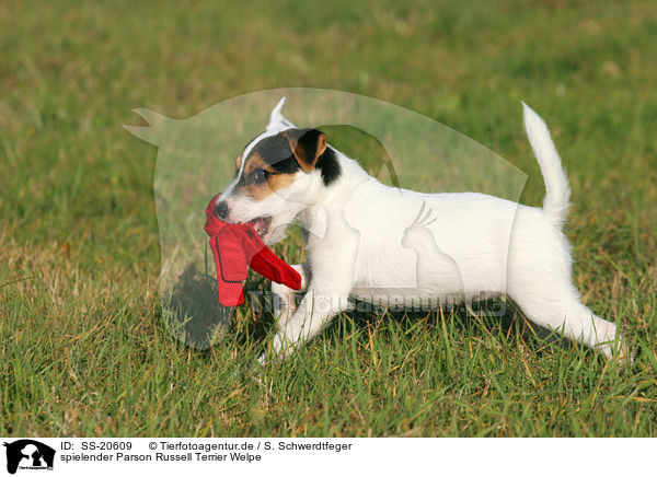 Parson Russell Terrier Welpe / Parson Russell Terrier Puppy / SS-20609