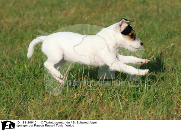Parson Russell Terrier Welpe / Parson Russell Terrier Puppy / SS-20610