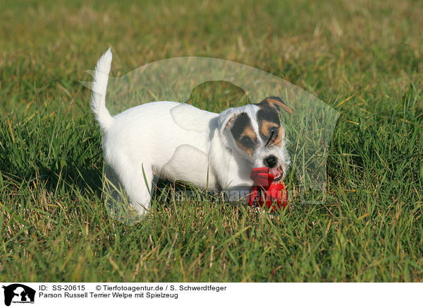 Parson Russell Terrier Welpe / Parson Russell Terrier Puppy / SS-20615
