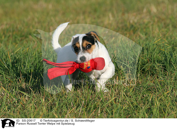 Parson Russell Terrier Welpe / Parson Russell Terrier Puppy / SS-20617