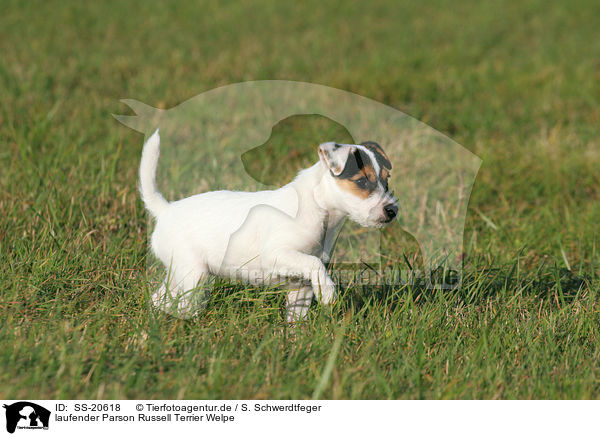 Parson Russell Terrier Welpe / Parson Russell Terrier Puppy / SS-20618