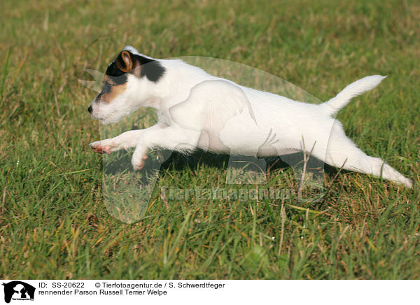 Parson Russell Terrier Welpe / Parson Russell Terrier Puppy / SS-20622