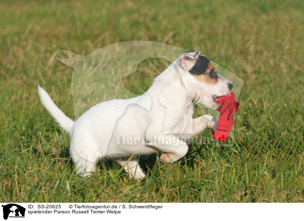 Parson Russell Terrier Welpe / Parson Russell Terrier Puppy / SS-20625