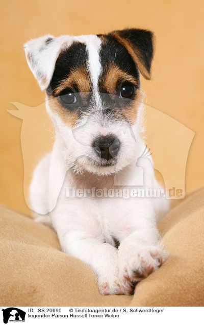 Parson Russell Terrier Welpe / Parson Russell Terrier Puppy / SS-20690