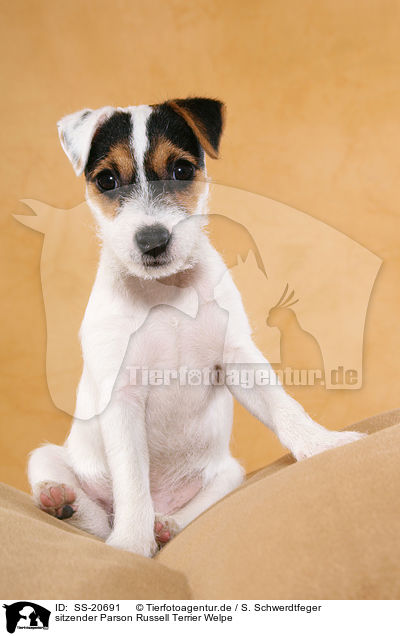 Parson Russell Terrier Welpe / Parson Russell Terrier Puppy / SS-20691