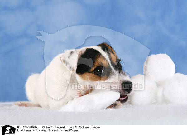 Parson Russell Terrier Welpe / Parson Russell Terrier Puppy / SS-20692