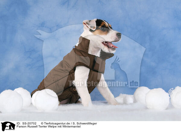 Parson Russell Terrier Welpe mit Wintermantel / Parson Russell Terrier Puppy wearing coat / SS-20702