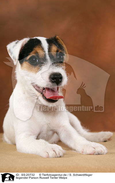 liegender Parson Russell Terrier Welpe / lying Parson Russell Terrier Puppy / SS-20732