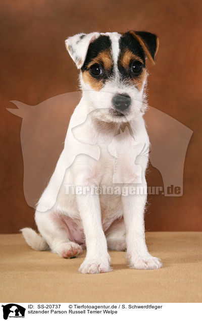 sitzender Parson Russell Terrier Welpe / sitting Parson Russell Terrier Puppy / SS-20737