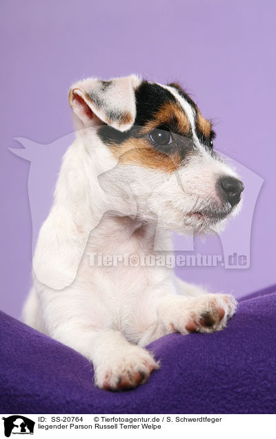 liegender Parson Russell Terrier Welpe / lying Parson Russell Terrier Puppy / SS-20764
