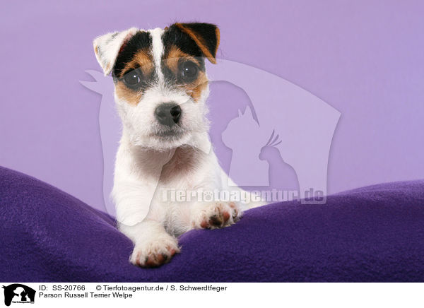 Parson Russell Terrier Welpe / lying Parson Russell Terrier Puppy / SS-20766