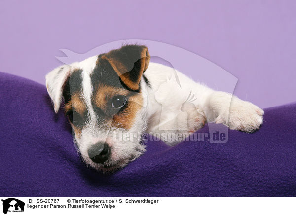 liegender Parson Russell Terrier Welpe / lying Parson Russell Terrier Puppy / SS-20767