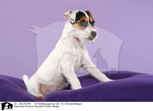 sitzender Parson Russell Terrier Welpe / sitting Parson Russell Terrier Puppy / SS-20769