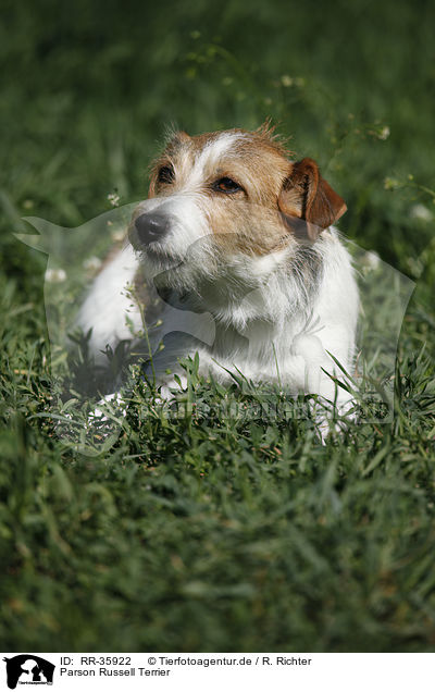 Parson Russell Terrier / Parson Russell Terrier / RR-35922