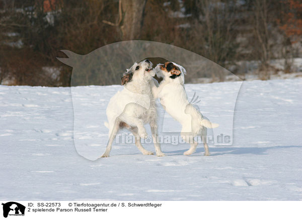 2 spielende Parson Russell Terrier / 2 playing Parson Russell Terrier / SS-22573