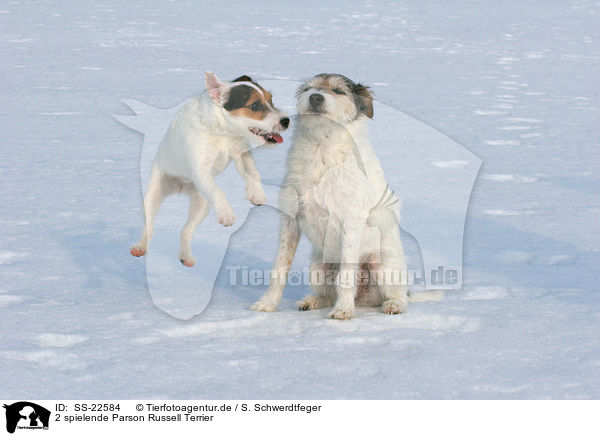 2 spielende Parson Russell Terrier / 2 Parson Russell Terrier / SS-22584