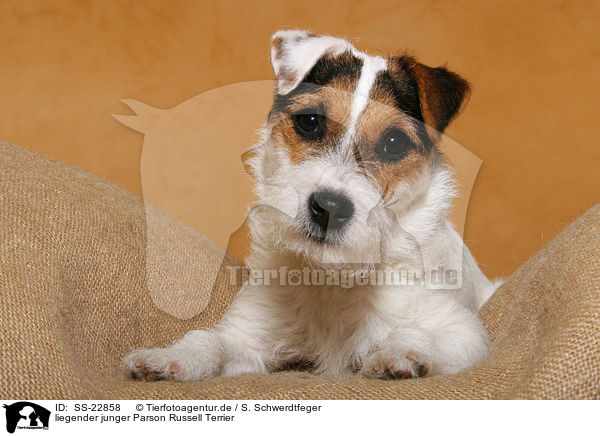 junger Parson Russell Terrier / young Parson Russell Terrier / SS-22858