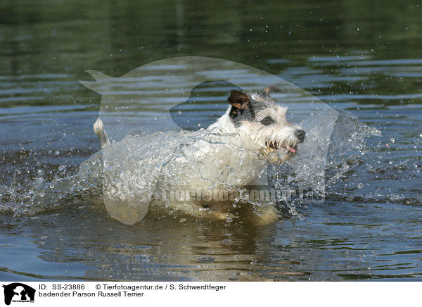 badender Parson Russell Terrier / bathing Parson Russell Terrier / SS-23886