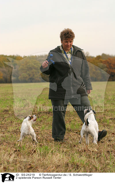 2 spielende Parson Russell Terrier / 2 playing Parson Russell Terrier / SS-24219