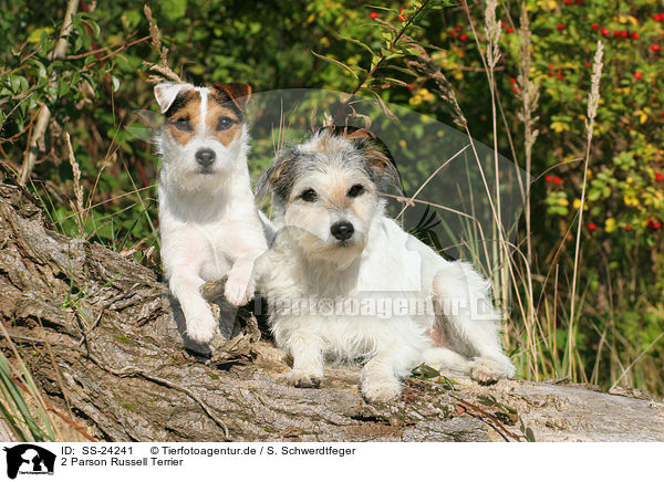 2 Parson Russell Terrier / 2 Parson Russell Terrier / SS-24241