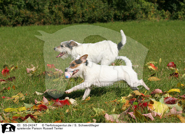 spielende Parson Russell Terrier / playing Parson Russell Terrier / SS-24247