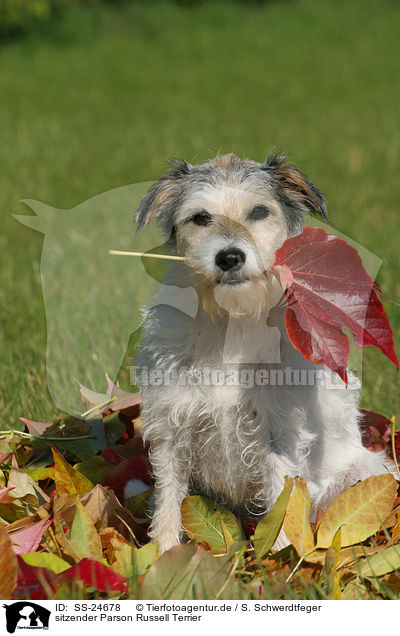 sitzender Parson Russell Terrier / sitting Parson Russell Terrier / SS-24678