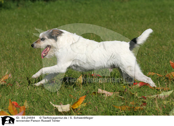 rennender Parson Russell Terrier / running Parson Russell Terrier / SS-24684