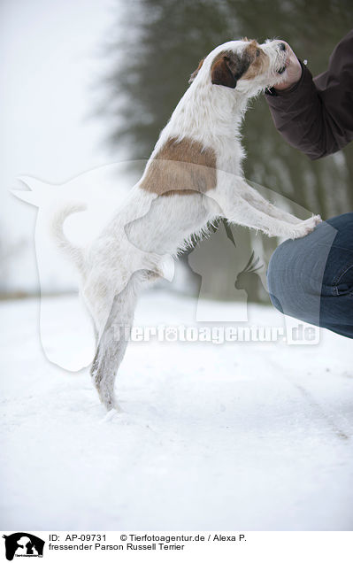 fressender Parson Russell Terrier / eating Parson Russell Terrier / AP-09731