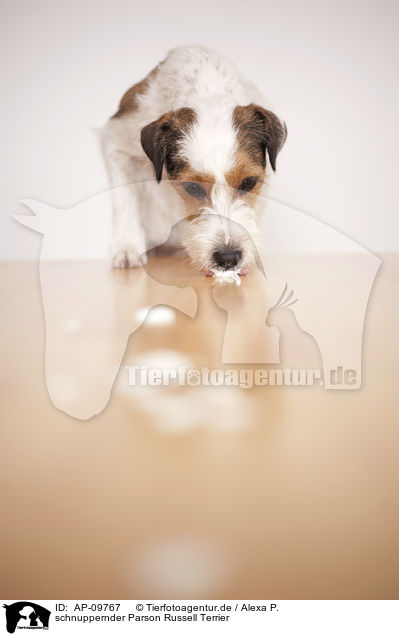 schnuppernder Parson Russell Terrier / snuffling Parson Russell Terrier / AP-09767