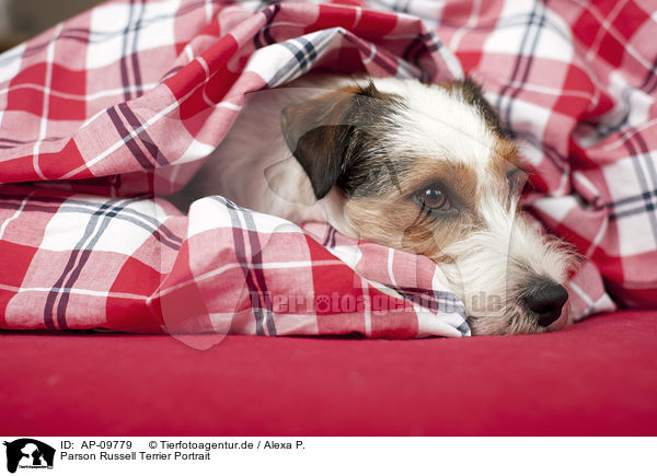 Parson Russell Terrier Portrait / Parson Russell Terrier Portrait / AP-09779