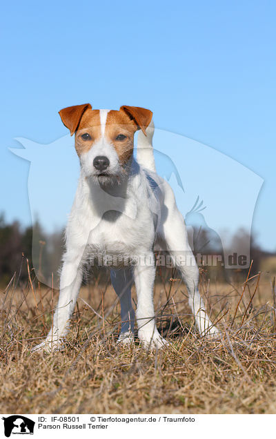 Parson Russell Terrier / Parson Russell Terrier / IF-08501