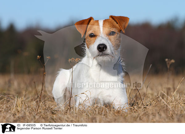 liegender Parson Russell Terrier / lying Parson Russell Terrier / IF-08505