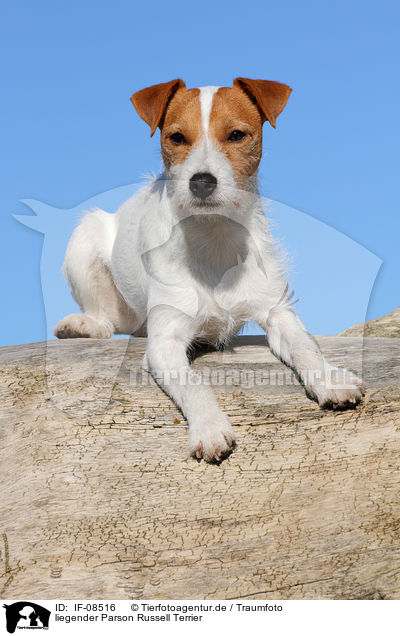 liegender Parson Russell Terrier / lying Parson Russell Terrier / IF-08516