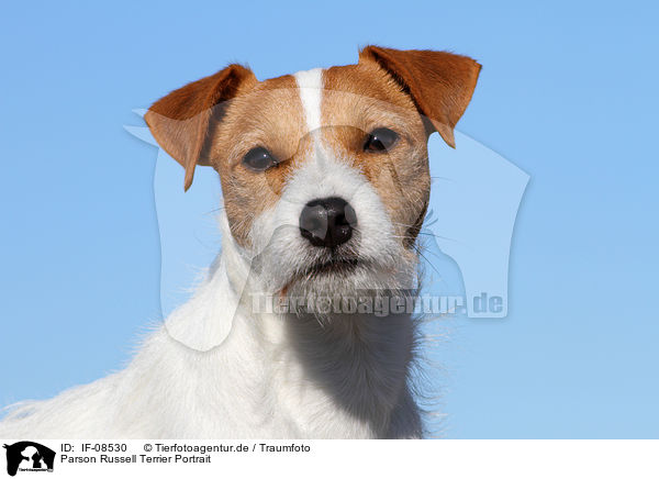 Parson Russell Terrier Portrait / Parson Russell Terrier Portrait / IF-08530