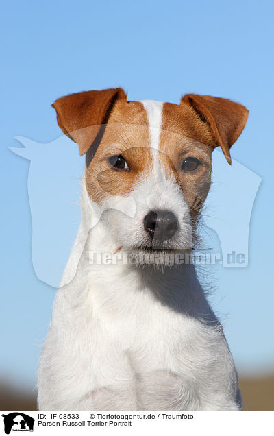 Parson Russell Terrier Portrait / Parson Russell Terrier Portrait / IF-08533