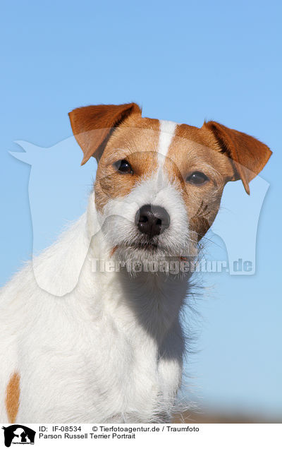 Parson Russell Terrier Portrait / Parson Russell Terrier Portrait / IF-08534