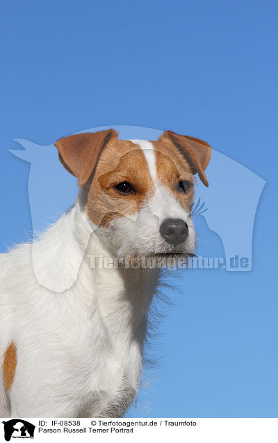 Parson Russell Terrier Portrait / Parson Russell Terrier Portrait / IF-08538