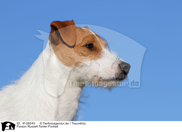 Parson Russell Terrier Portrait / Parson Russell Terrier Portrait / IF-08540