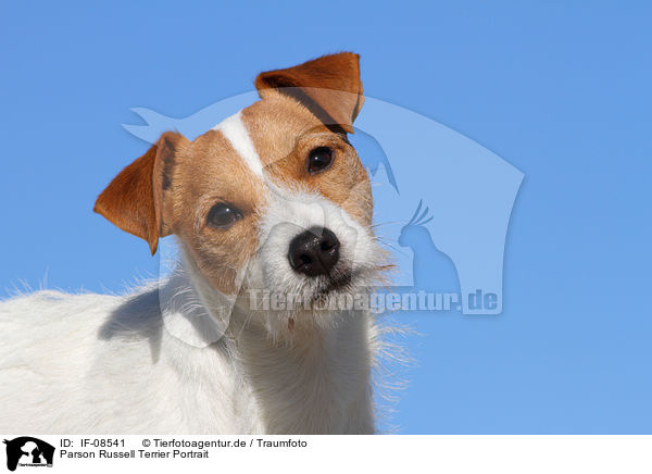 Parson Russell Terrier Portrait / Parson Russell Terrier Portrait / IF-08541