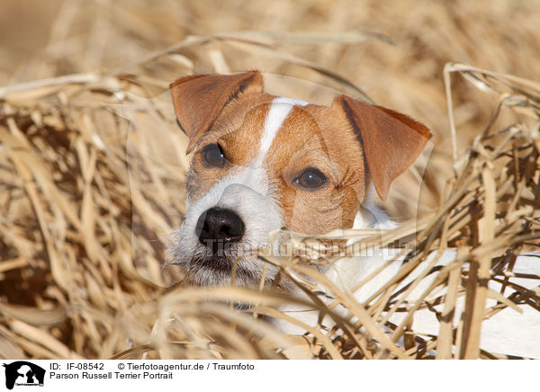 Parson Russell Terrier Portrait / Parson Russell Terrier Portrait / IF-08542