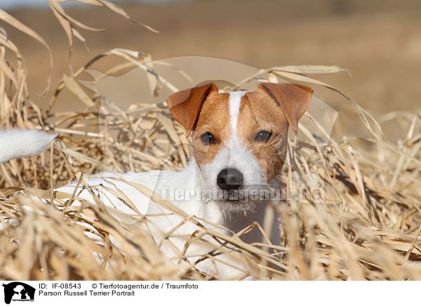 Parson Russell Terrier Portrait / Parson Russell Terrier Portrait / IF-08543