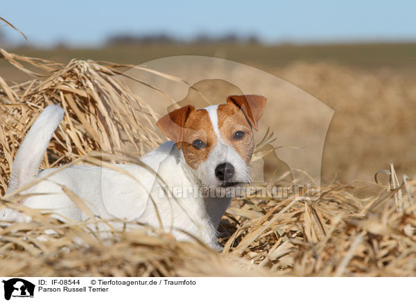 Parson Russell Terrier / Parson Russell Terrier / IF-08544