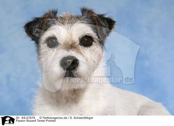 Parson Russell Terrier Portrait / Parson Russell Terrier Portrait / SS-27878