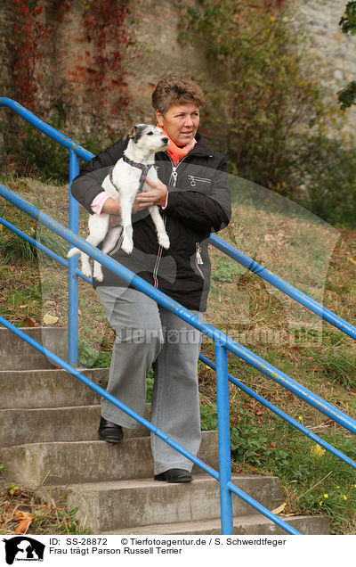 Frau trgt Parson Russell Terrier / woman is carriing a Parson Russell Terrier / SS-28872