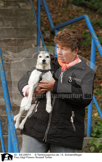 Frau trgt Parson Russell Terrier / woman is carriing a Parson Russell Terrier / SS-28874
