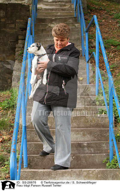 Frau trgt Parson Russell Terrier / woman is carriing a Parson Russell Terrier / SS-28876