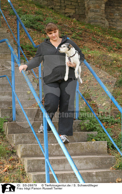 Frau trgt Parson Russell Terrier / woman is carriing a Parson Russell Terrier / SS-28879